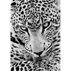 Kit Diamond Painting - Leopardo - Collection d Art