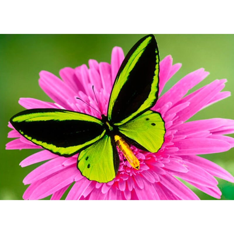 Kit Diamond Painting - Mariposa - Collection d Art Kit Diamond Painting - Mariposa - Collection d Art